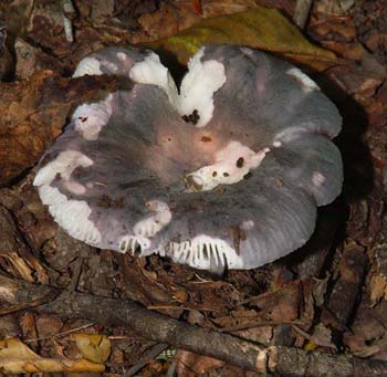 fungi186