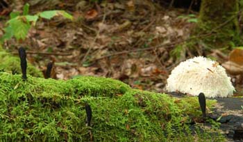fungi187