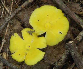 fungi188