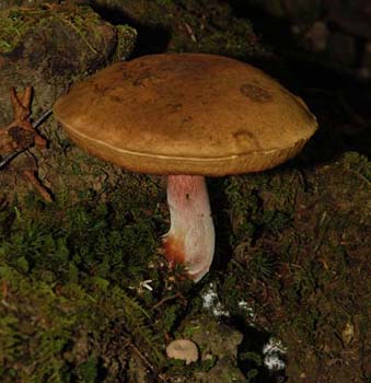 fungi189