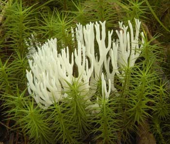 fungi190