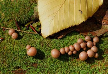 fungi191