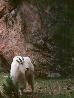 photo of goat