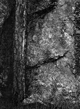 merging of tree and rock