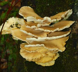 fungi