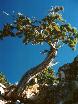 photo of tree