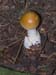 fungi001