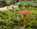 fungi002