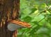 fungi003