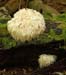 fungi004
