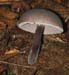 fungi005