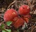fungi007