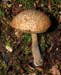 fungi008