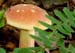 fungi009