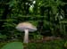 fungi011