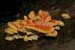fungi013