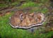 fungi014