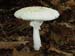 fungi016