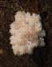 fungi017