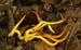 fungi019