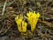 fungi021