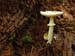 fungi022