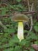 fungi023