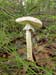 fungi024