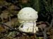 fungi025