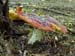 fungi026