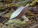 fungi027