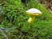 fungi029