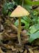 fungi030