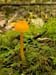 fungi031