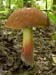 fungi032