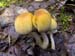 fungi033