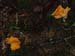fungi034