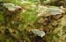 fungi035