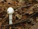 fungi036