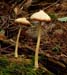 fungi037