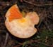 fungi038