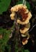 fungi040