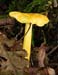 fungi041