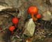 fungi042