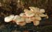 fungi043