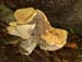 fungi044