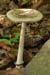fungi045
