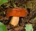 fungi046