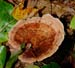 fungi047