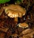fungi048